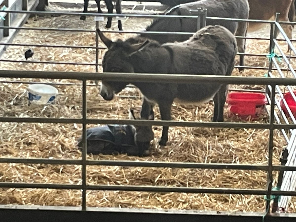 Les Chapman tweet media