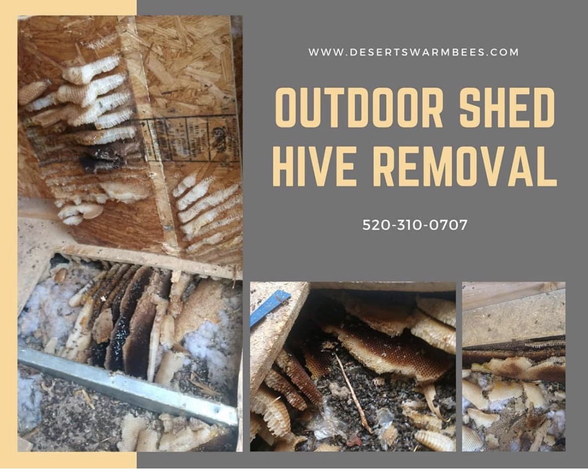 BeeDesert's tweet photo. Outdoor sheds are common spots for honey bee infestations. They fly under the shed and attach their hive to the shed floor. If you see bees consistently flying under your shed, they might be setting up shop! We can remove the hive and repair your floor without damaging your shed. https://t.co/VtpWJURwOm