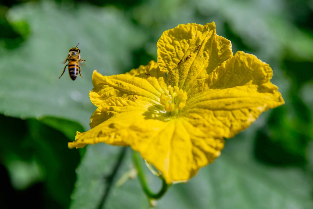Palo Alto College tweet media