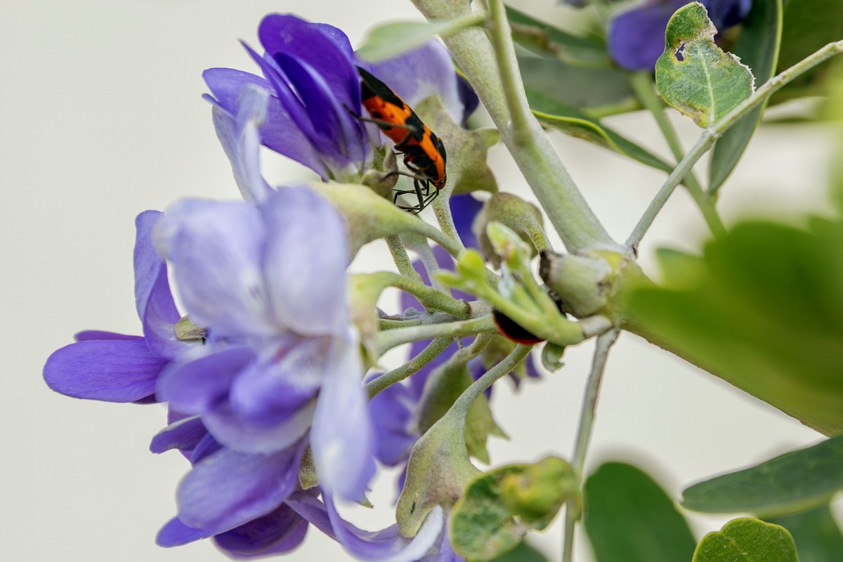 Palo Alto College tweet media