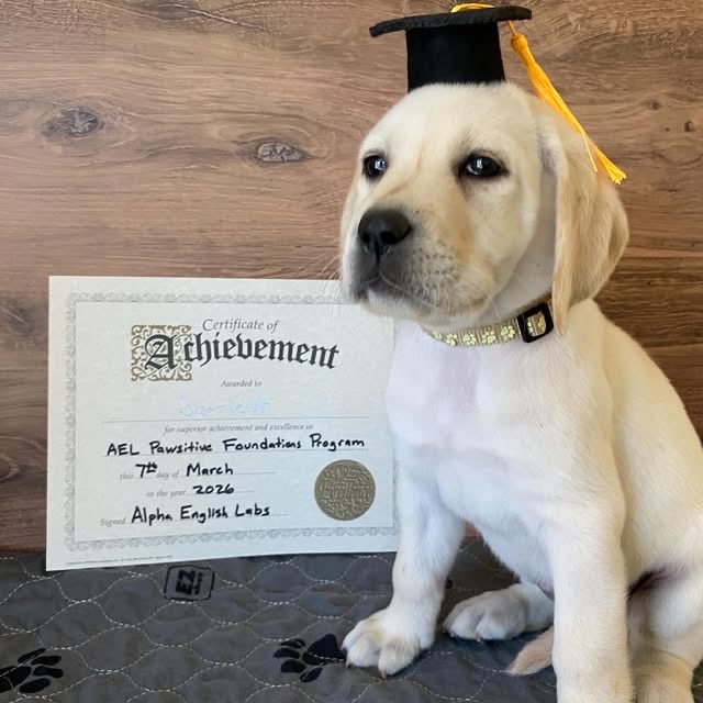AlphaLabs247's tweet photo. Please join us in celebrating Scarlett, White Collar -
Graduate of the AEL Pawsitive Foundations Program, Class of March 2026. 

Dm For Reservation 

#ForSaleCA #AdoptDontShop #doglovers #California #TrustedBooking #Englishlab #LabradorPuppy #whitelabs 
@SanDiegoCAHomes https://t.co/0uuxoY1U3M