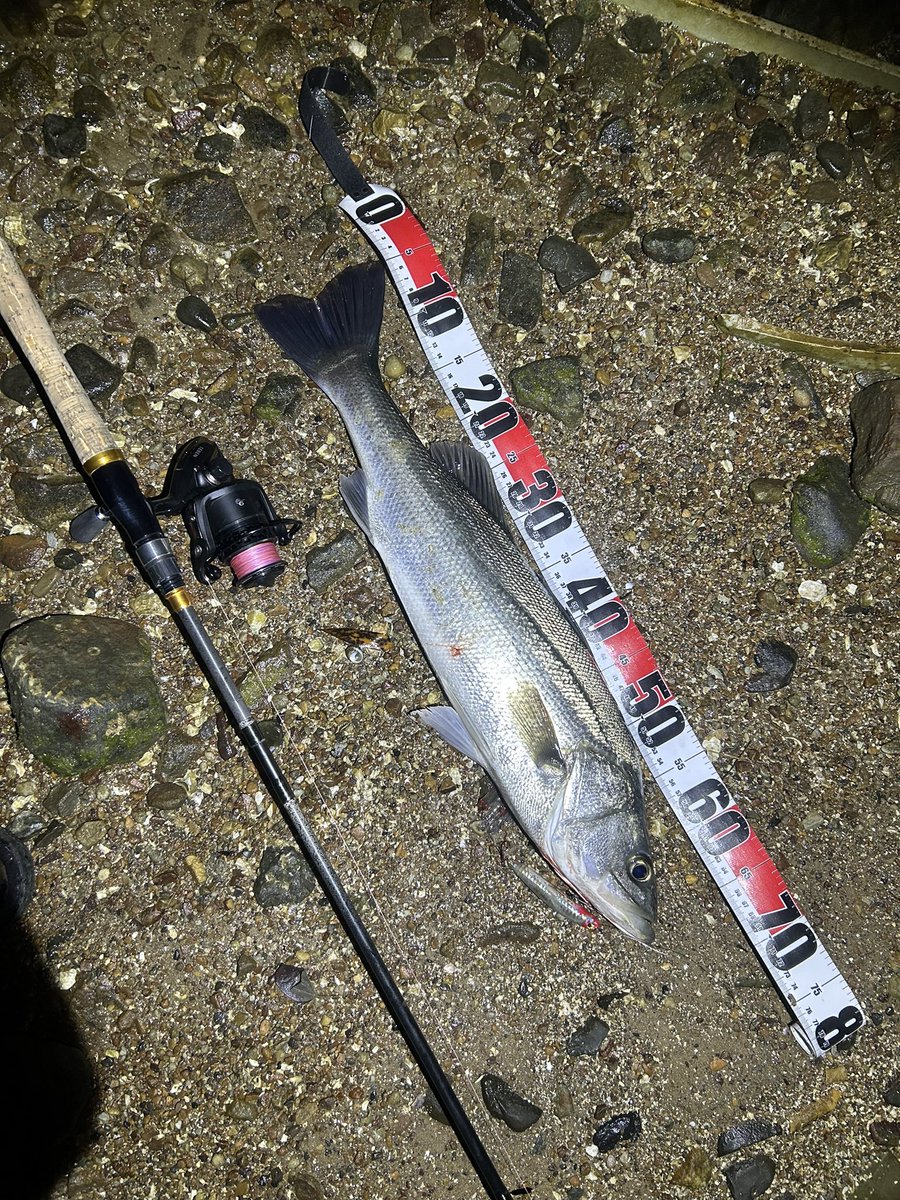 ジギンガーZ SHOTA tweet media