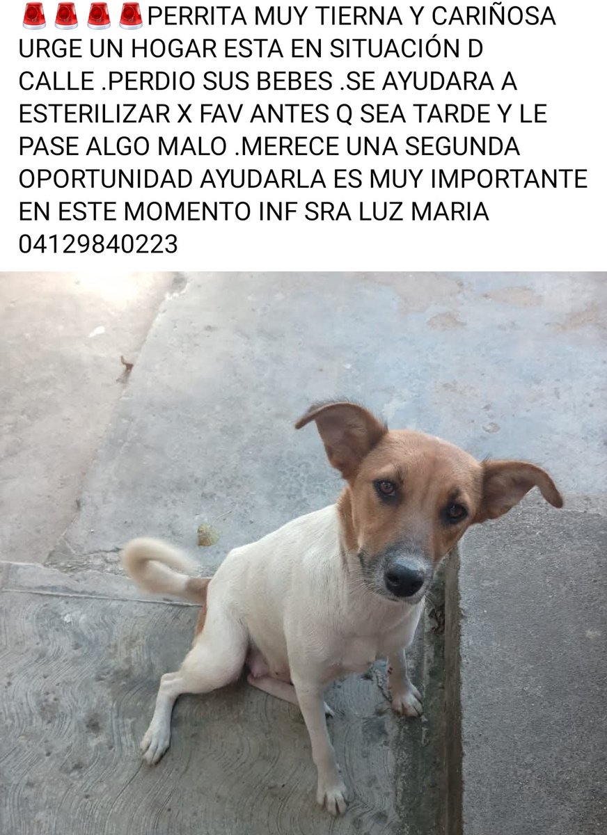 En adopción responsable, CARACAS