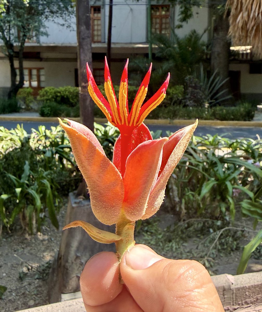 Plaza Luis Cabrera tweet media