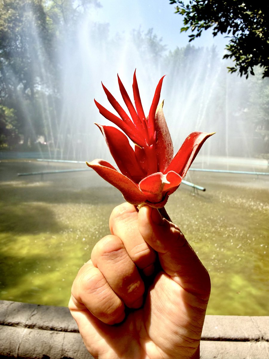 Plaza Luis Cabrera tweet media