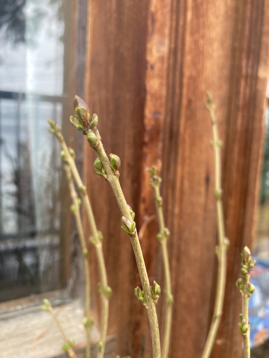 Alice Seba tweet media