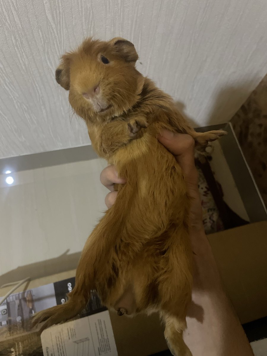 abian_01 tweet media