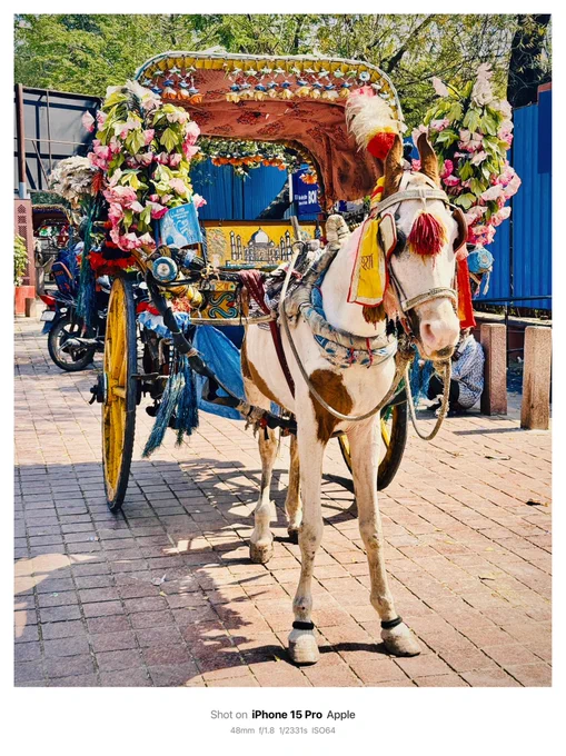 インド旅行4日目 ・インドの街並み ・ガチお馬さんがいた!(普通に馬車が走ってる) ・お猿さん注意