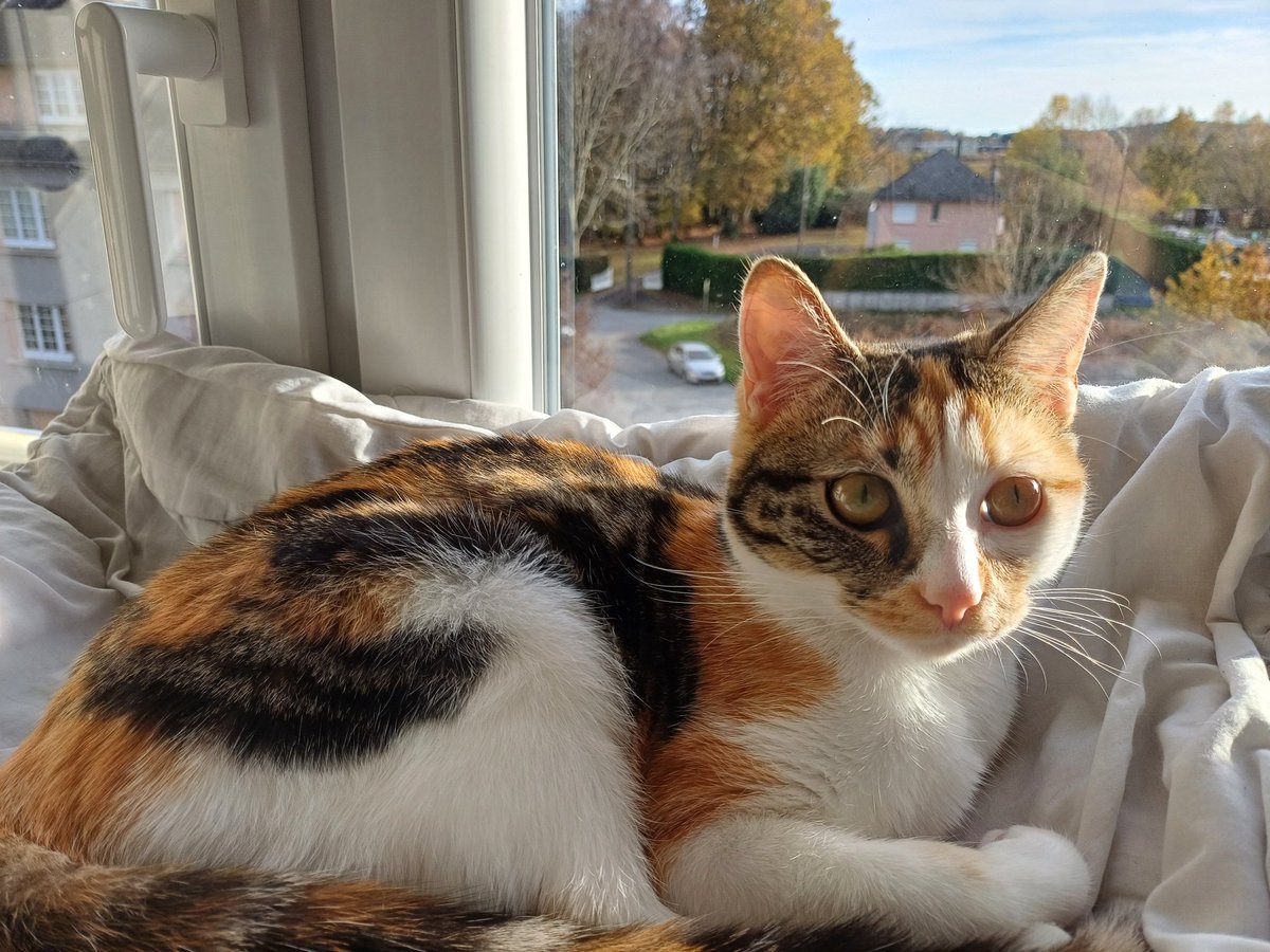 Am_shy_'s tweet photo. @vthebluu My baby girl🧡 (she's a little demon) https://t.co/DVOrsqEAIk