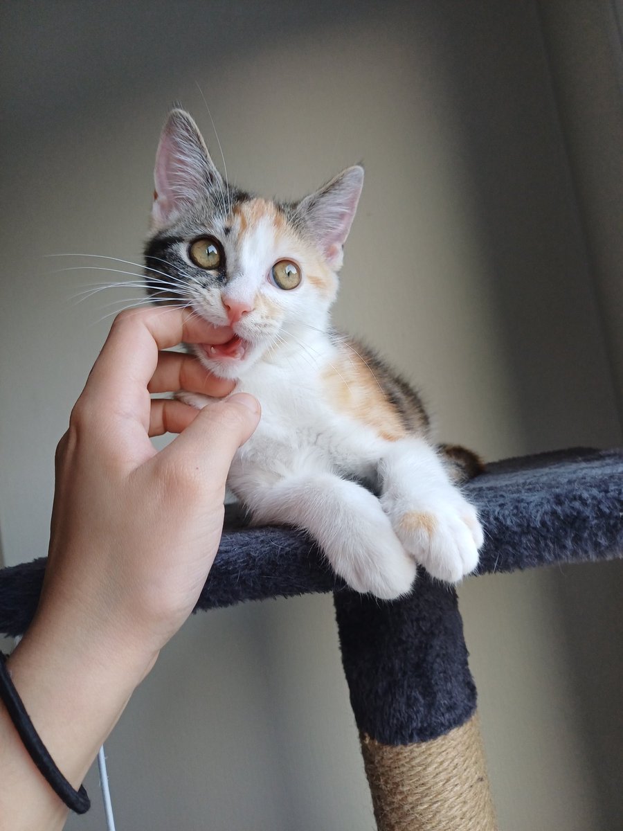 Am_shy_'s tweet photo. @vthebluu My baby girl🧡 (she's a little demon) https://t.co/DVOrsqEAIk