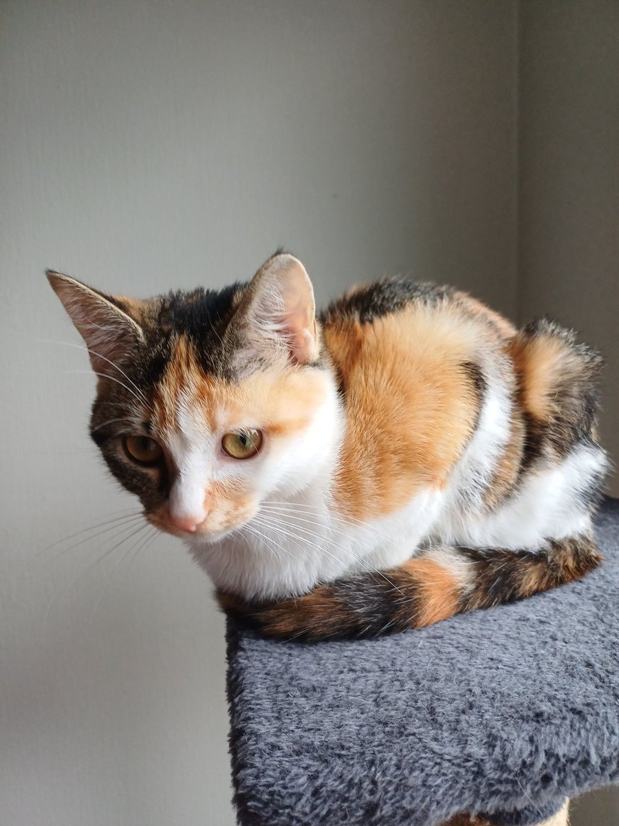 Am_shy_'s tweet photo. @vthebluu My baby girl🧡 (she's a little demon) https://t.co/DVOrsqEAIk