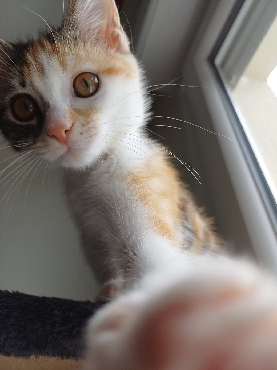 Am_shy_'s tweet photo. @vthebluu My baby girl🧡 (she's a little demon) https://t.co/DVOrsqEAIk