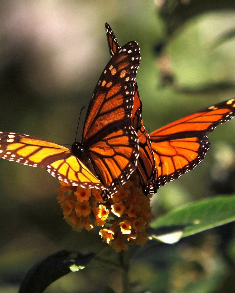 Spreading my amo butterfly propaganda. Everyone open ur eyes to this