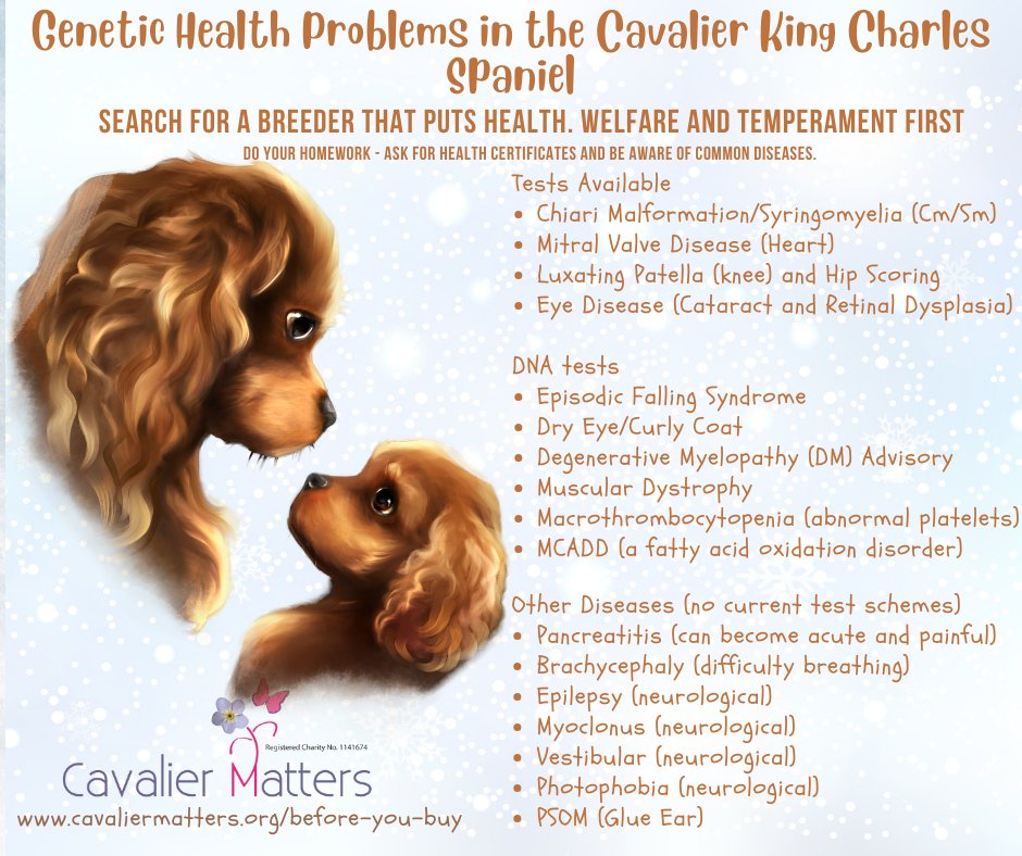 Cavalier Matters tweet media