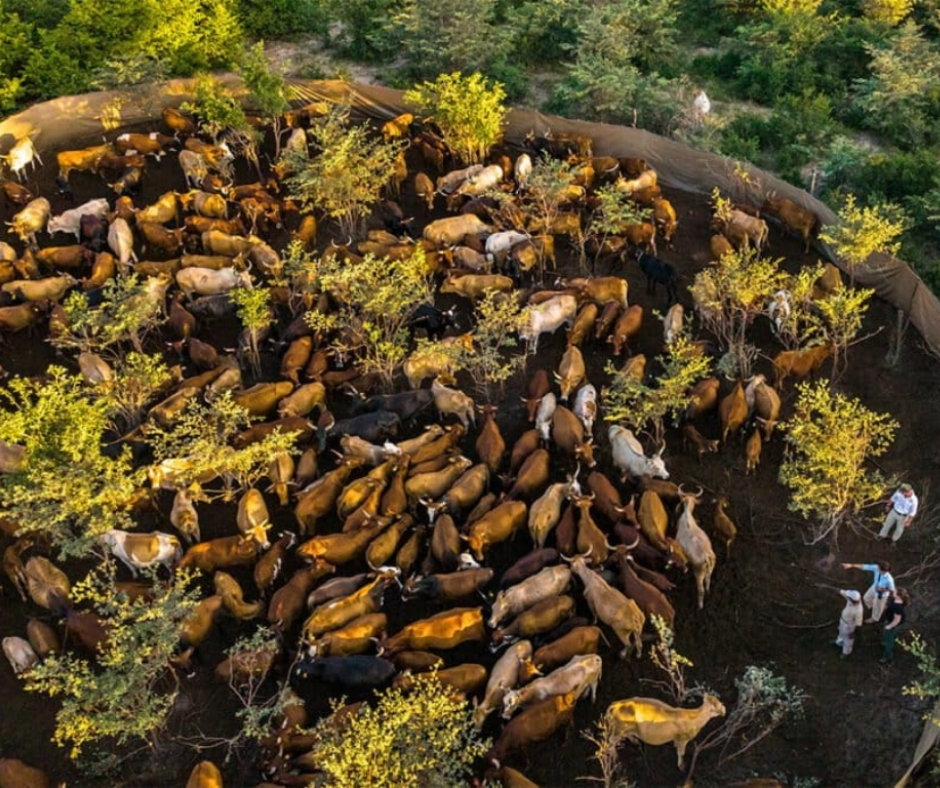 Network For Animals 🐾 tweet media