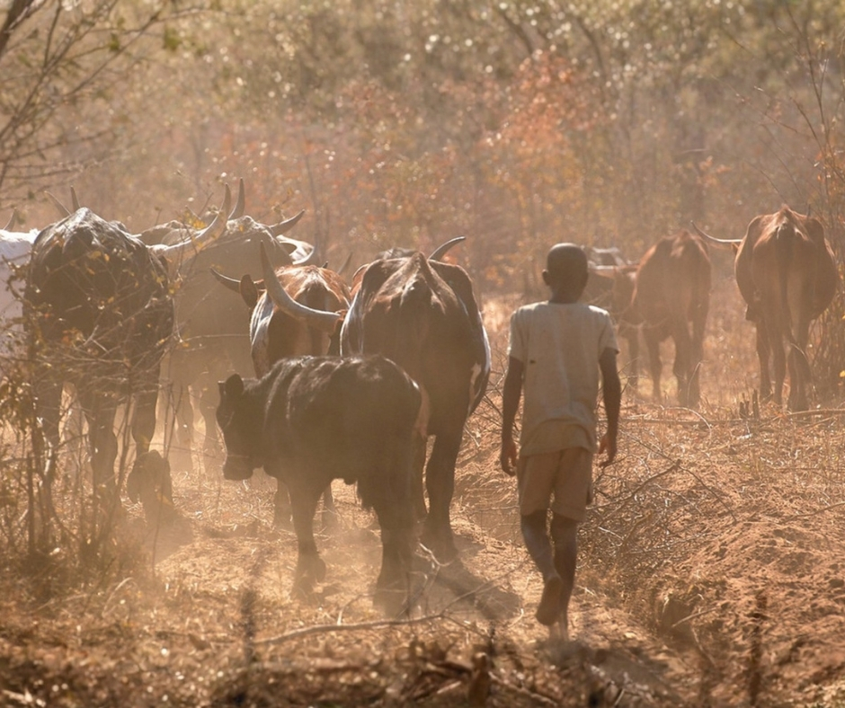 Network For Animals 🐾 tweet media