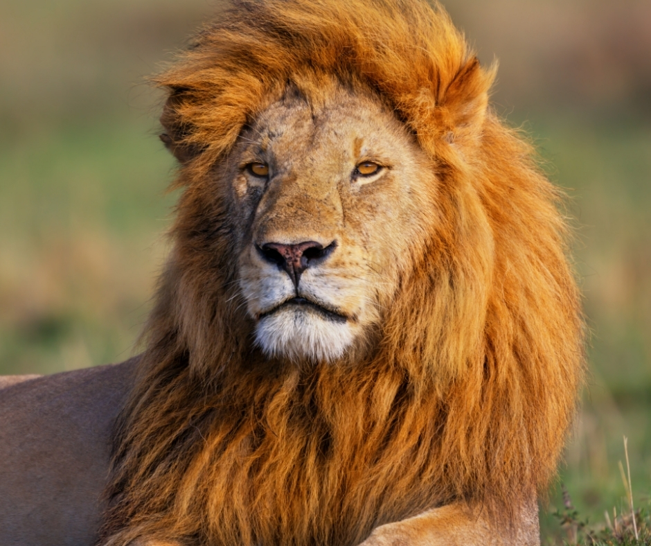 Network For Animals 🐾 tweet media