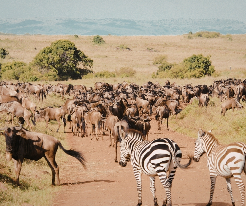 Network For Animals 🐾 tweet media