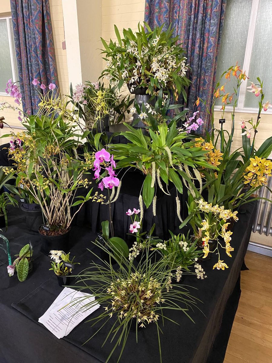 pask_steve's tweet photo. Our display today at Sheffield Orchid Show 😃 Great to see lots of other society members and traders for our first show this year. Well done to all. https://t.co/sKHb1u5Lht