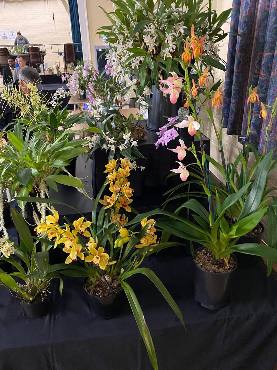 pask_steve's tweet photo. Our display today at Sheffield Orchid Show 😃 Great to see lots of other society members and traders for our first show this year. Well done to all. https://t.co/sKHb1u5Lht