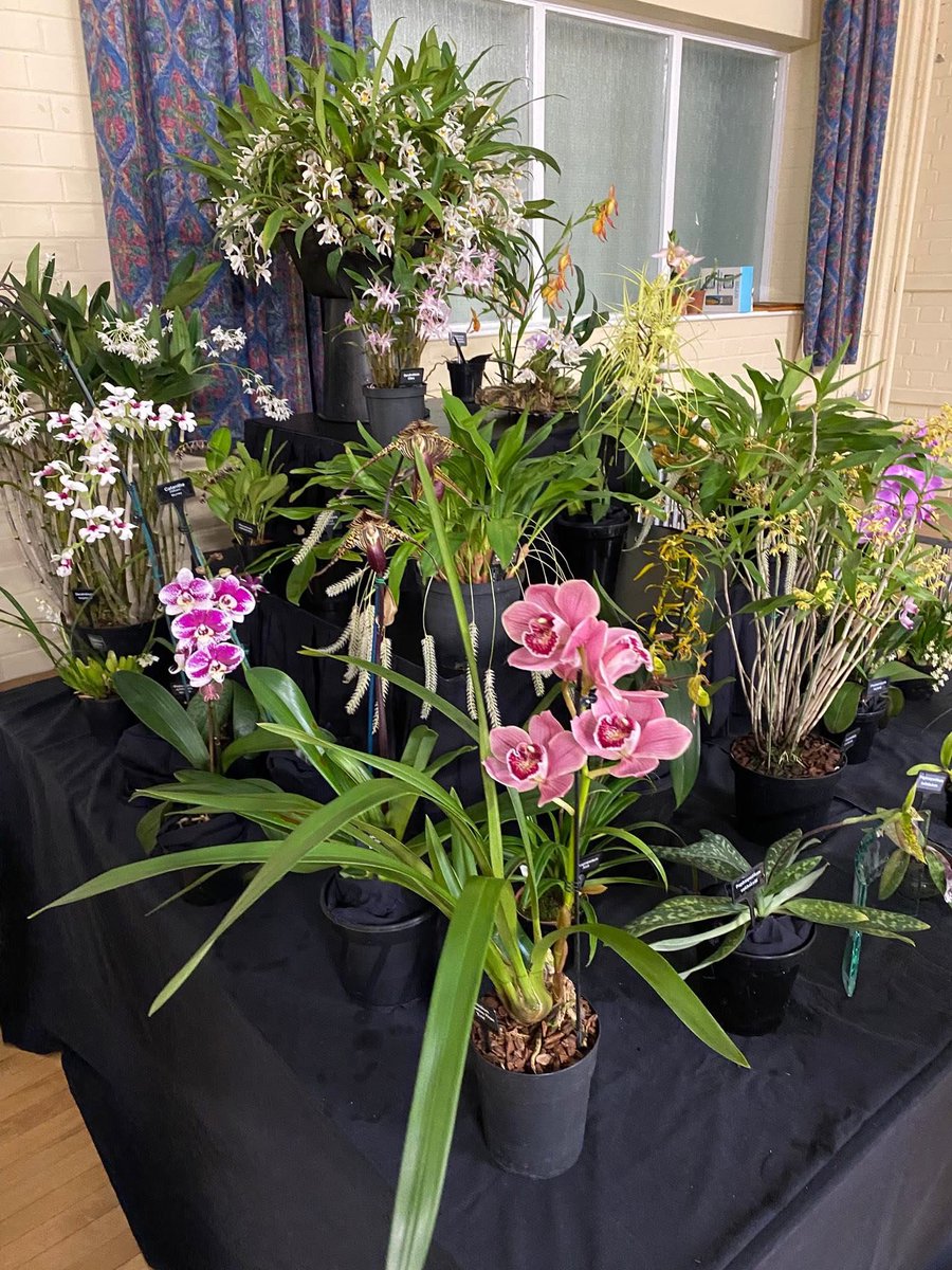 pask_steve's tweet photo. Our display today at Sheffield Orchid Show 😃 Great to see lots of other society members and traders for our first show this year. Well done to all. https://t.co/sKHb1u5Lht