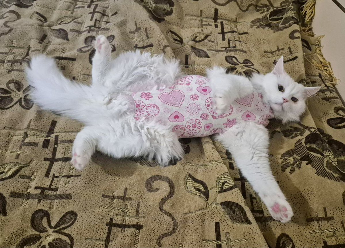 Мрак и котики 🐾 tweet media