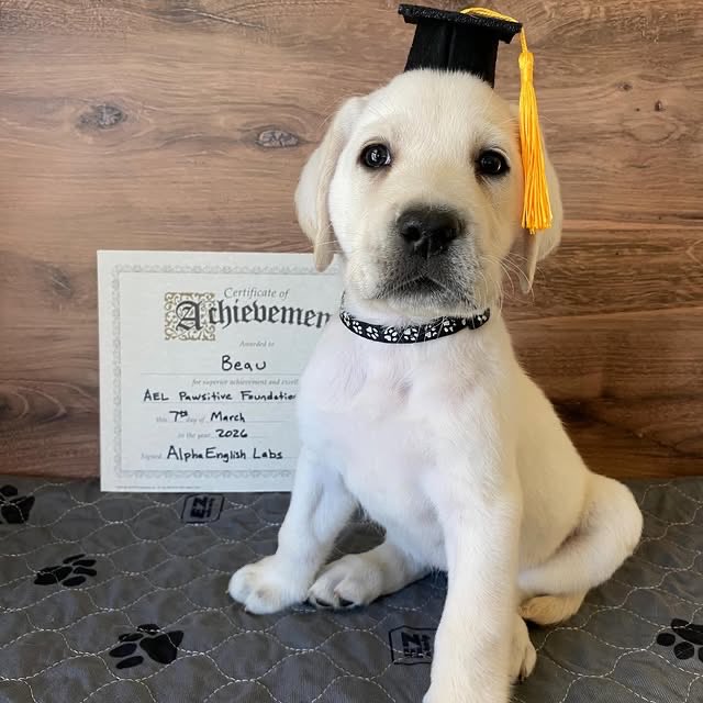 AlphaLabs247's tweet photo. Please join us in celebrating Beau, Black Collar -
Graduate of the AEL Pawsitive Foundations Program, Class of March 2026.
Dm For Reservation
#doglovers #USA #LabradorRetriever #AdoptDontShop #dogmom #dogmanxpetey #DogMomLife #California #whitelab #Englishlab https://t.co/d9lAJIcr0L