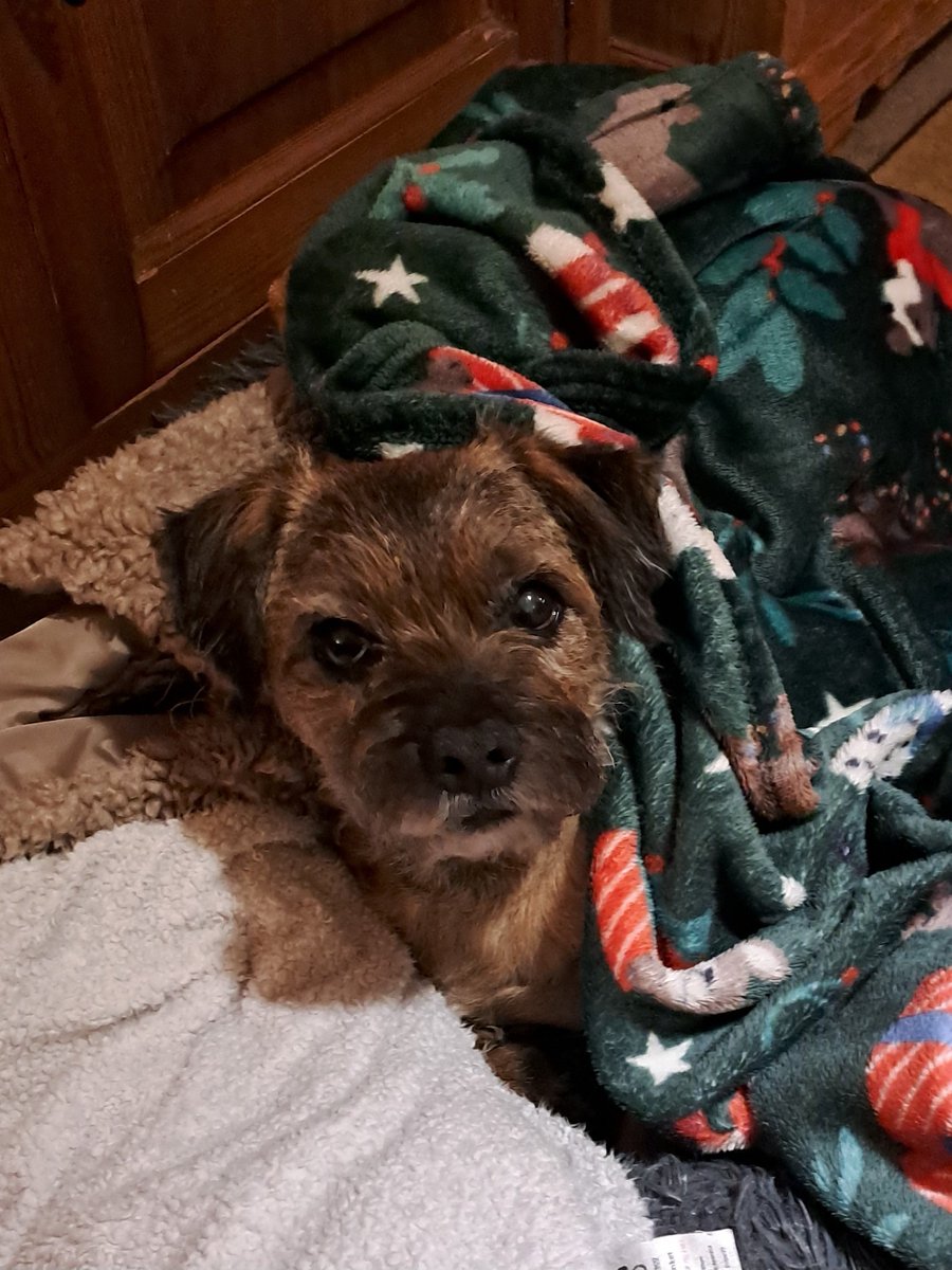 Lord Barney the BT tweet media