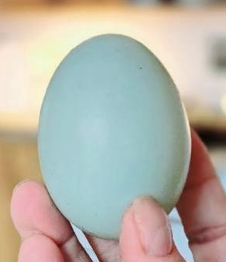 slinkyee's tweet photo. @JoeMills20 for the attention of Bilko
Duck Egg in Blue https://t.co/ysfKEPApDl