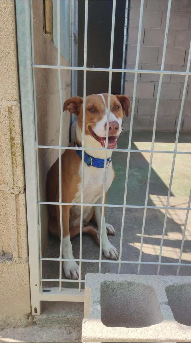 Después de dejarla 💔
tirada con sus cosas 
atada en un baño
ahora lleva
2 años 💔
metida en esa jaula.
#Madrid
🟣KIARA🟣 necesita 
        💟UN  HOGAR💟

x.com/i/status/20295…