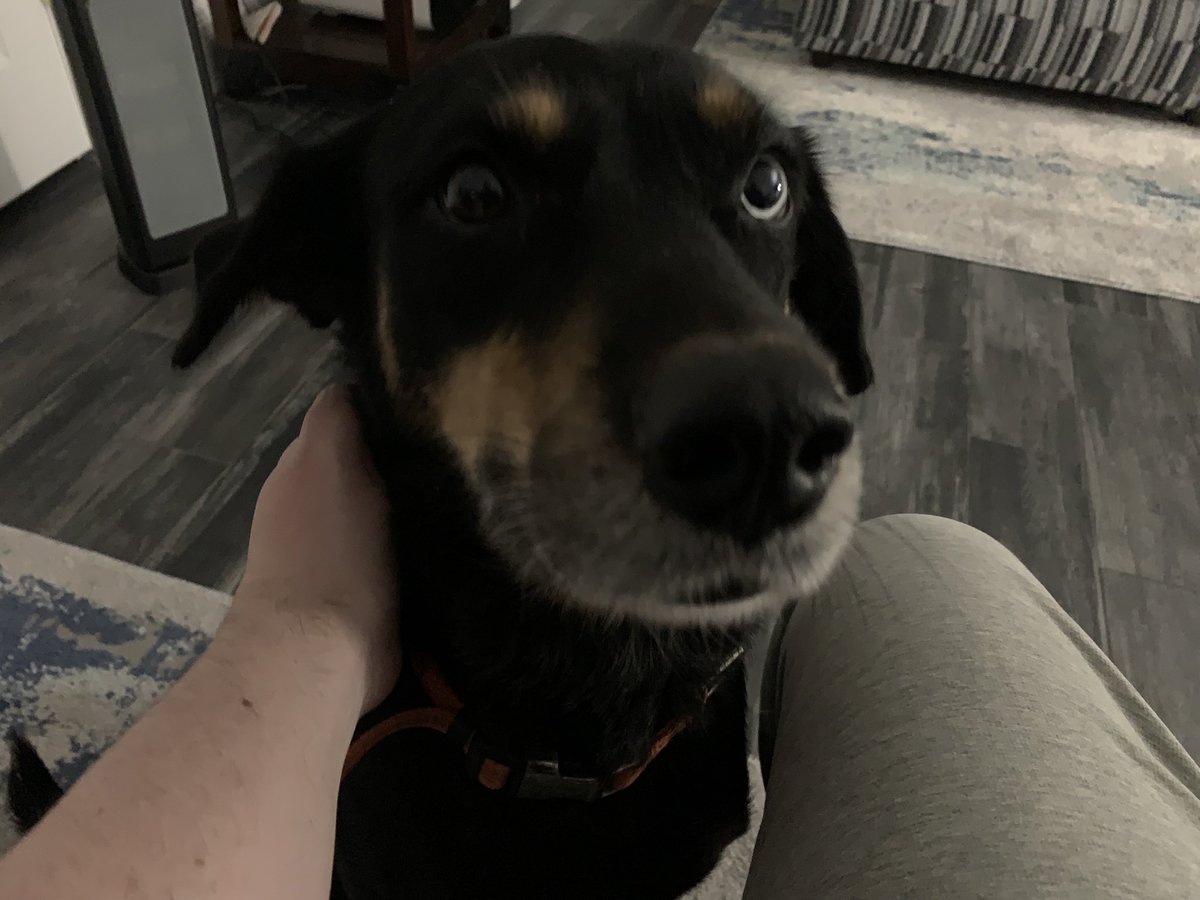Fostering this old girl for a month or two. Was extremely skittish and untrusting at first, but by the end of the day she won’t leave me alone lol