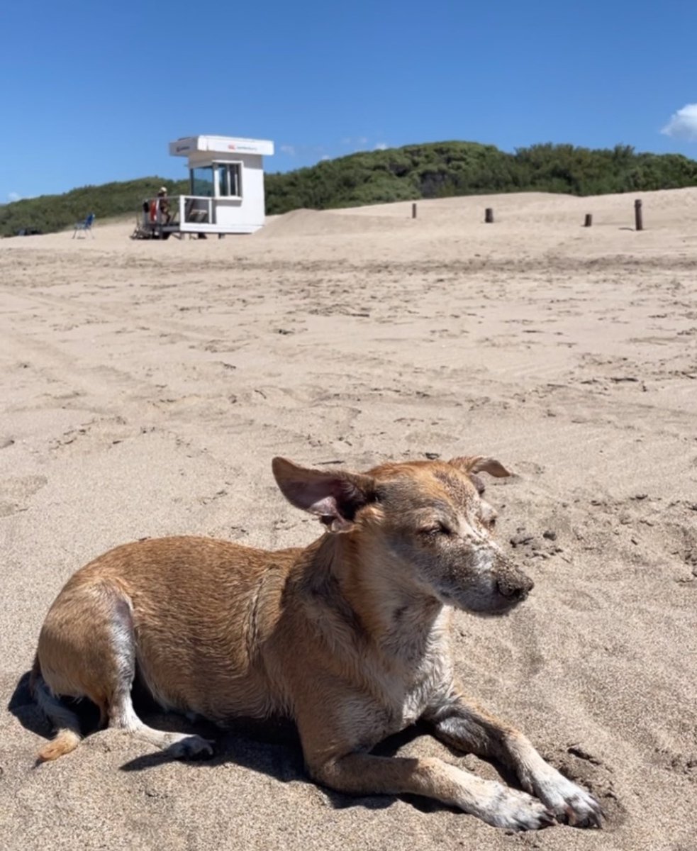 C617341's tweet photo. conocio el mar y la tuve que atar abajo de la sombrilla porque adopto la personalidad de esa tia que sale a correr abajo del sol desde muy joven y ahora tiene una piel impenetrable https://t.co/TKxnrGmc1j