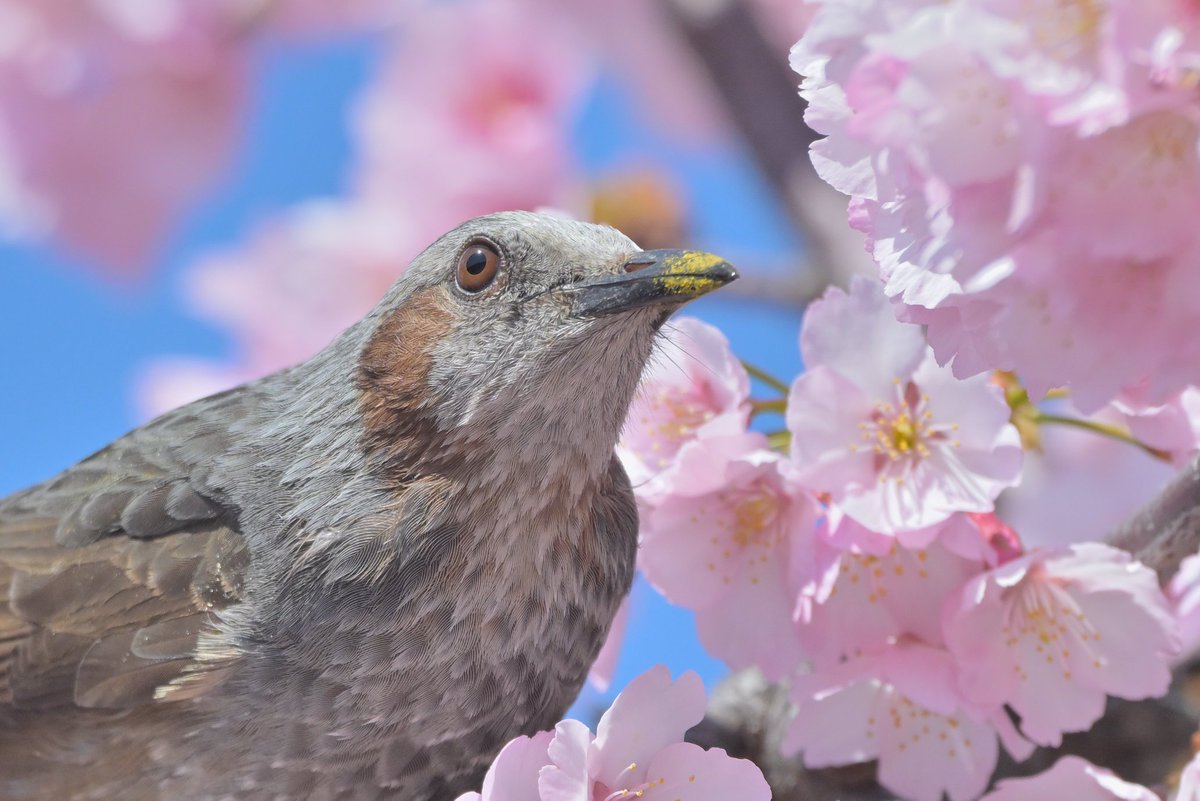 vv244's tweet photo. ぴよぴょ〜♪

#大寒桜
#ヒヨドリ https://t.co/uPagOv84jp