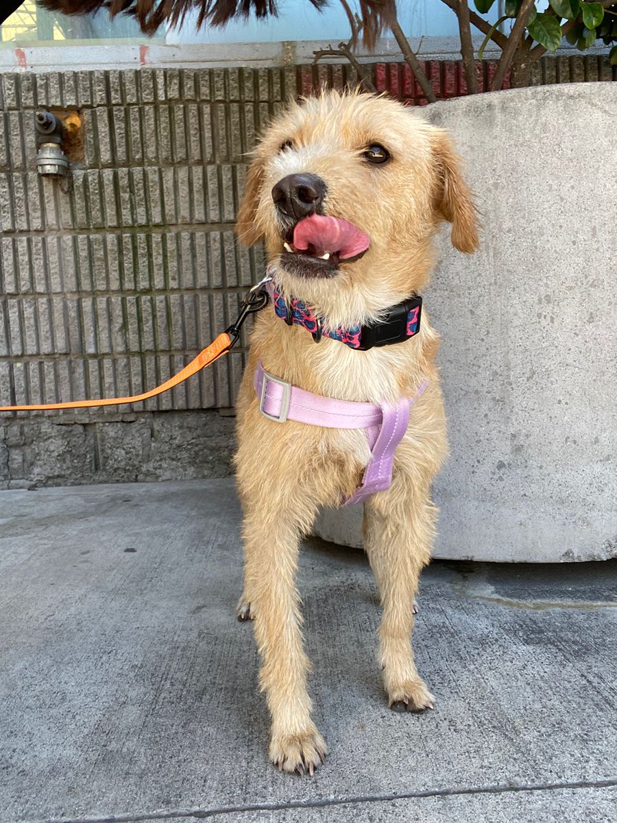 Solange Palacios 🐾💕 tweet media