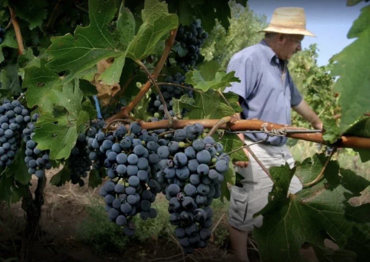 Fernando de Andreis tweet media