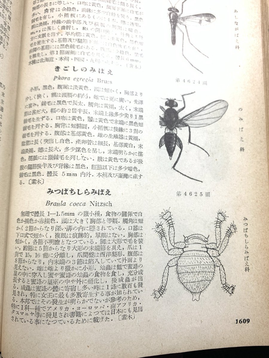 あまのじゃくとへそまがり tweet media