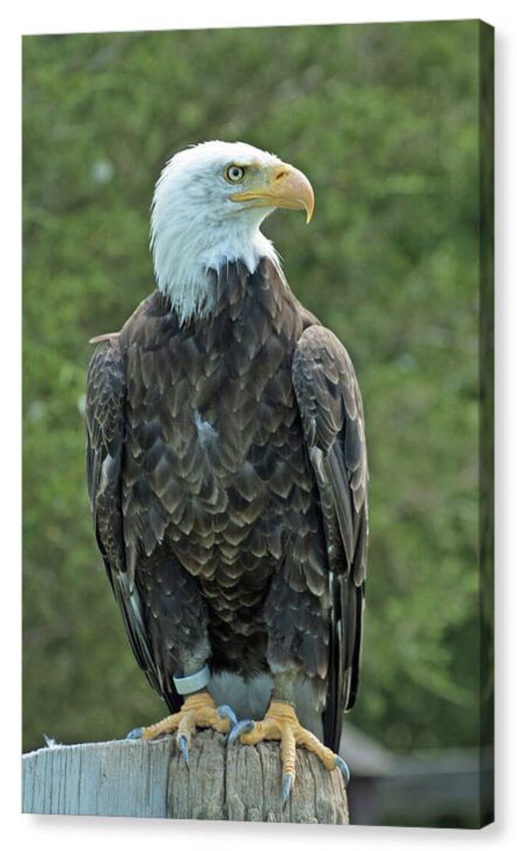 shonna99784's tweet image. Regal Bald Eagle Perched - Canvas Print shonna-hawkins.pixels.com/featured/regal…

#Regal #BaldEagle #Perched #Patriotic #Freedom #BirdOfPrey #CanvasPrint #FineArt #HomeDecor #WallArt #ShonnaHawkinsPhotography