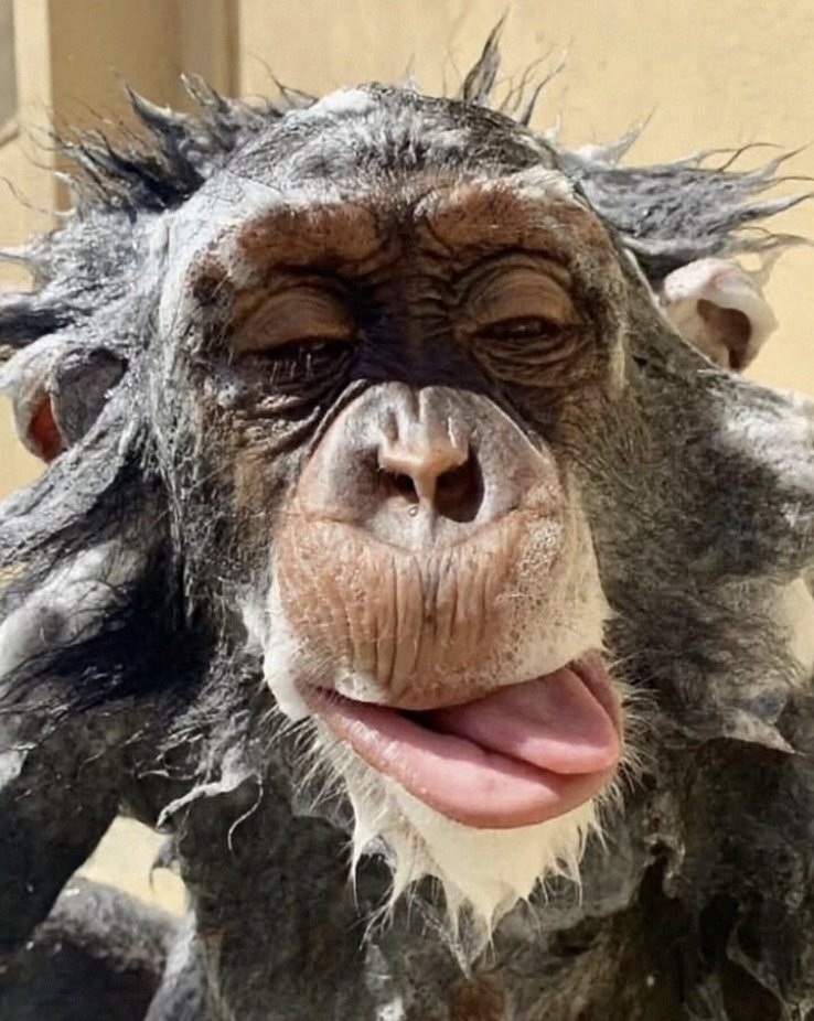 ISLAM IS SEX AND WAR AND A CULT OF MORONS