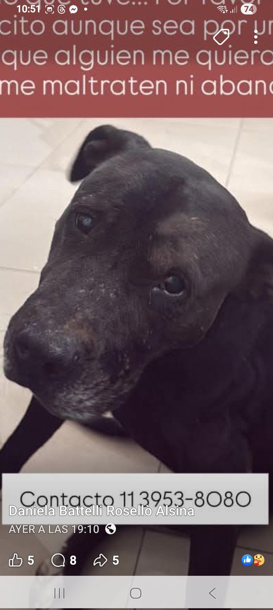 Apareció en parque Patricios
Solito.asustado
Es muy bueno dicen( reenvío)
Consultas al contacto 
Es asustadizo...muy cansado