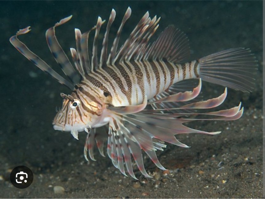 ゆぱ @XRPArmy🇯🇵 tweet media