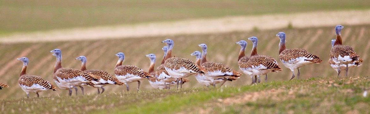 Joaquín Moreno tweet media