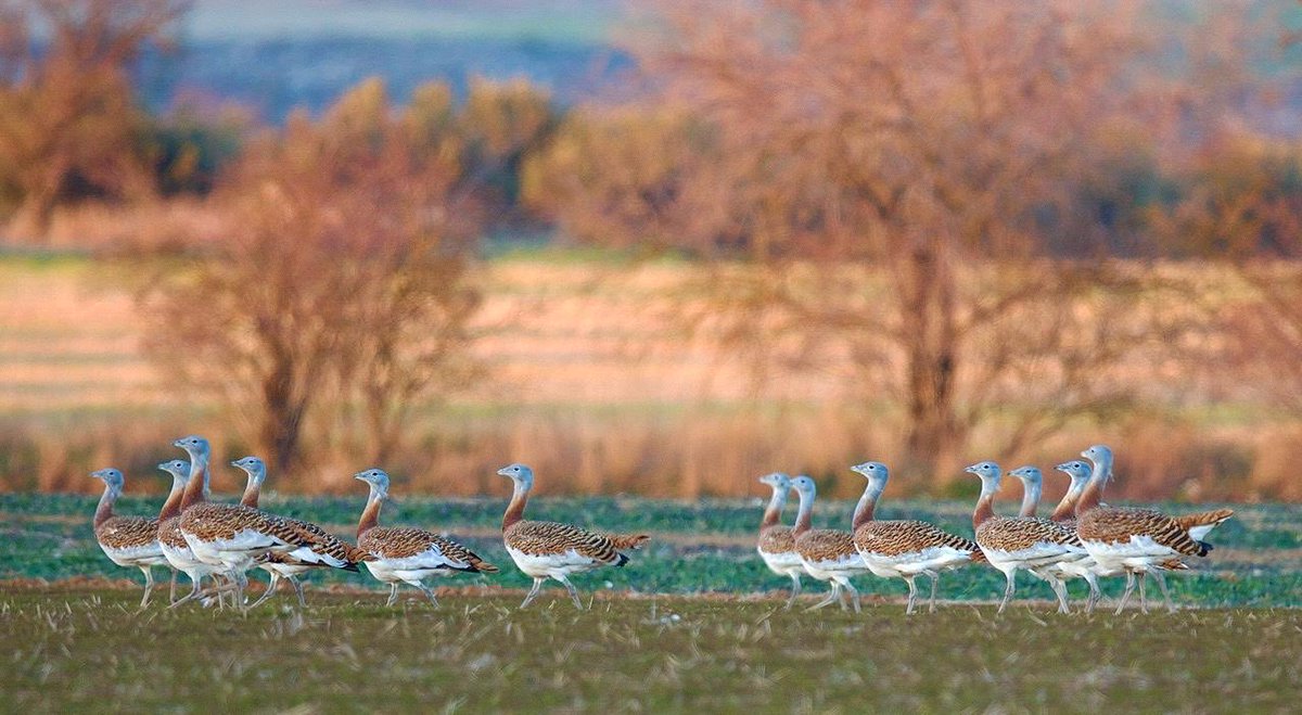 Joaquín Moreno tweet media