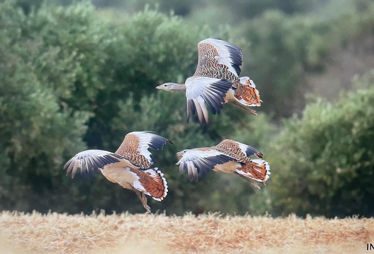 Joaquín Moreno tweet media