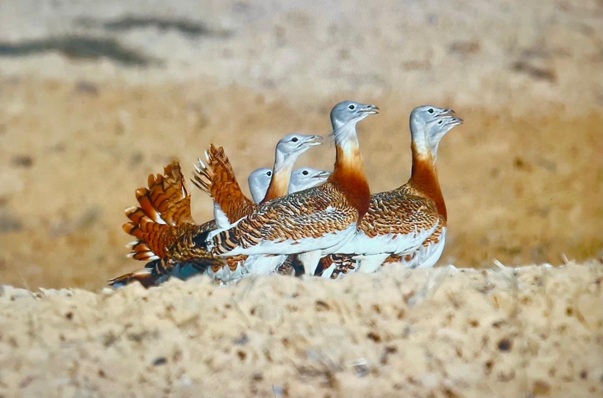 Joaquín Moreno tweet media