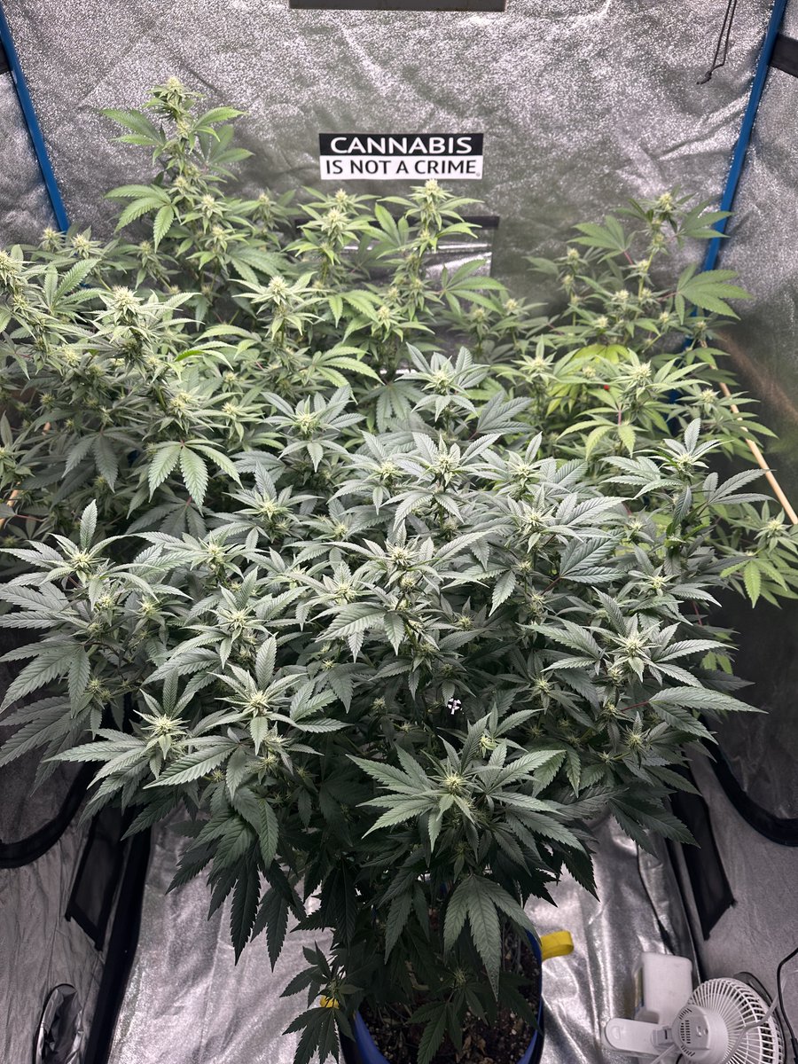 Highly Ganjanous tweet media