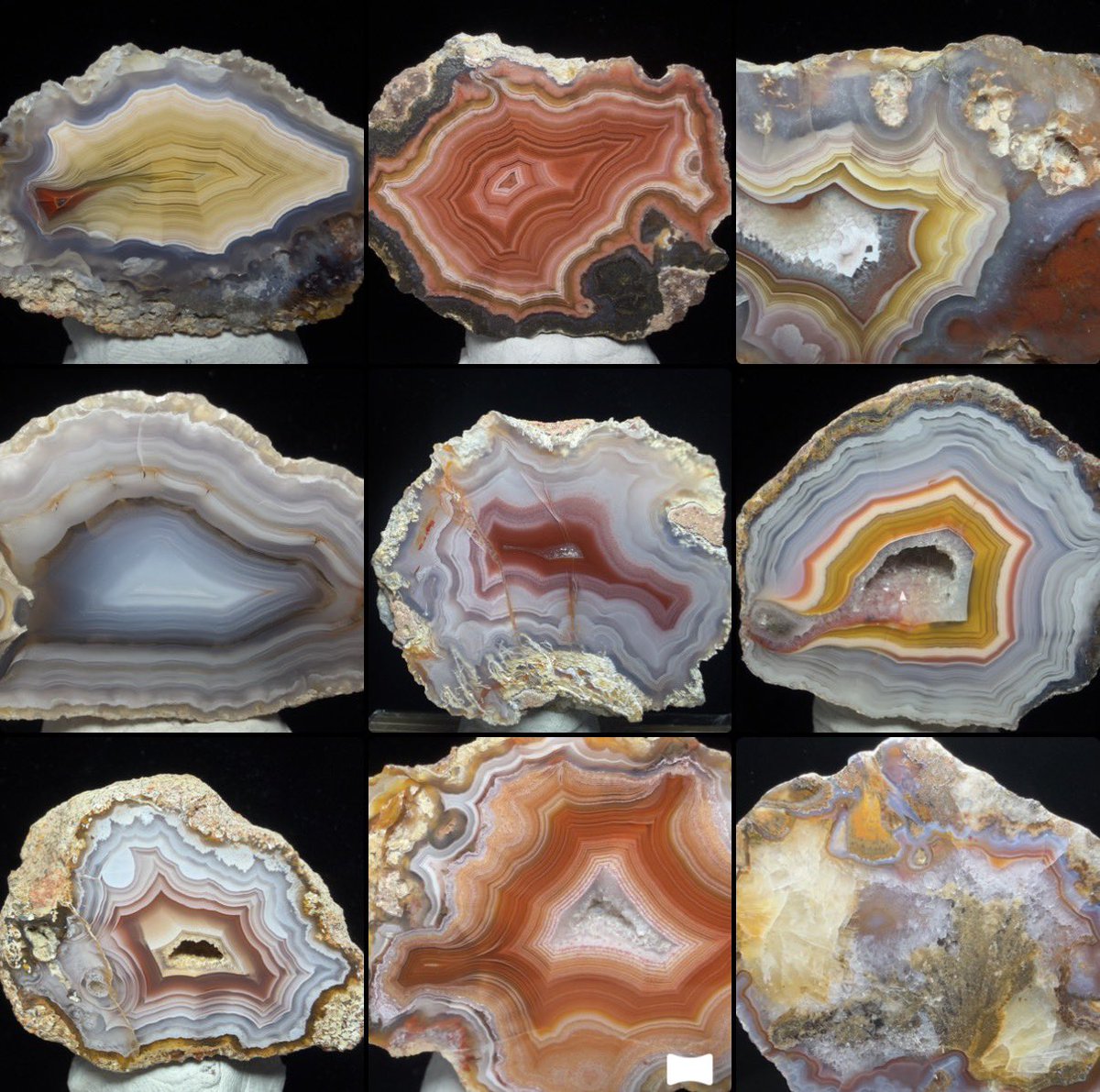 グンマー tweet media