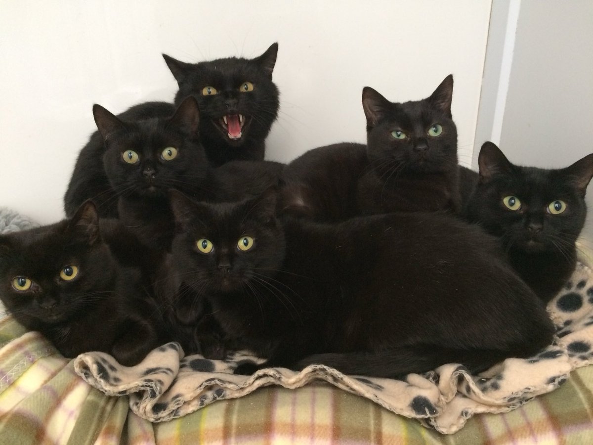 davidsupercat's tweet photo. Working at the cat sanctuary, in 2018. https://t.co/KqAtaAutjh
