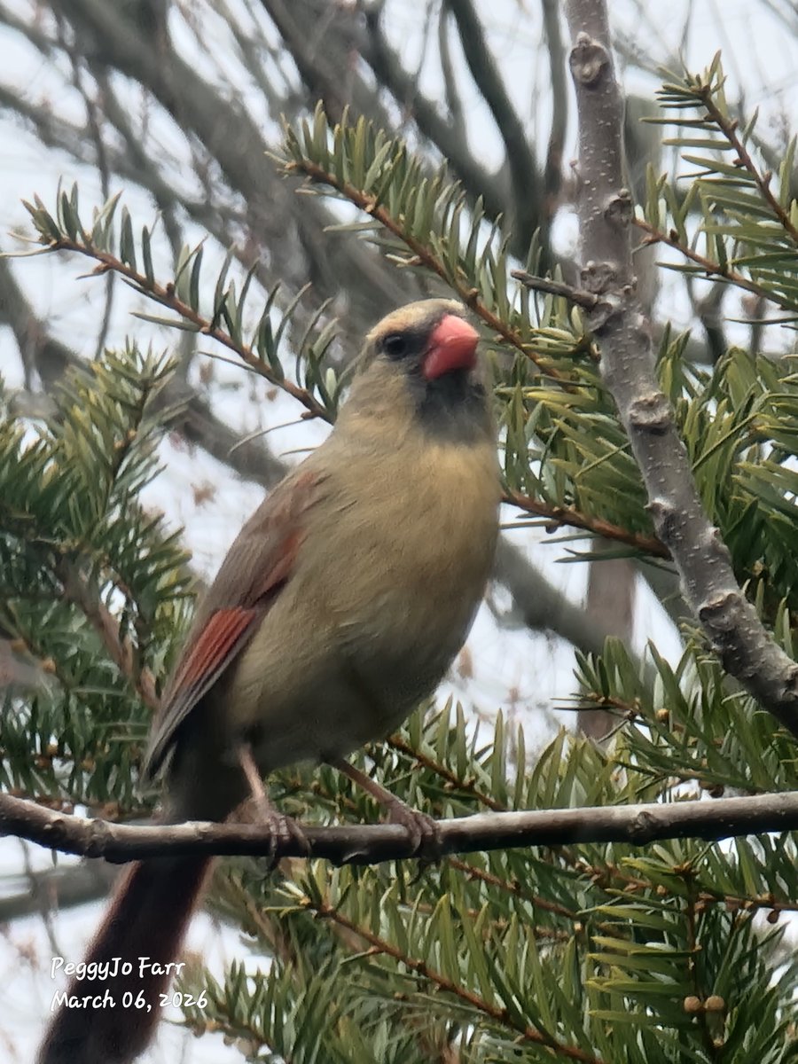 PeggyJoFarr2's tweet photo. I have several pairs of nesting birds already in the shrubs. A young female Cardinal keeps pecking at my window. She is seeing her reflection and thinking it is a rival. So I taped some gray cardboard on the window it hope that it helps her be less stressed.
#nestingbirds https://t.co/PM8m2xi9fl