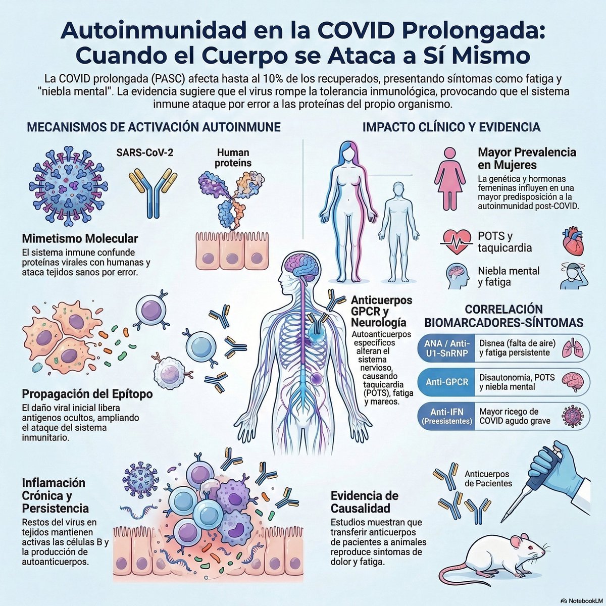 🧵 La #COVIDpersistente podría ser una enfermedad autoinmune en muchos casos.
Se ha demostrado en ratones que transferir anticuerpos de pacientes con COVID persistente reproduce los síntomas neurológicos. 🐭➡️🧠
#LongCovid  <a href="/AIREyVIDA2021/">AIREyVIDA aquí no contamos casos, los prevenimos</a>  <a href="/JaimeAcevedoMD/">Jaime Acevedo Vera 🩺 Medicina Preventiva y Social</a>  <a href="/dardi673/">manu ve</a>