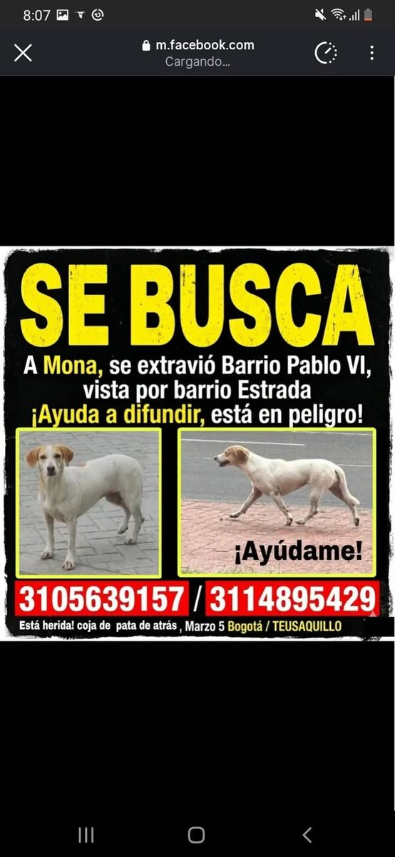 CooleraConnor's tweet photo. 🚨🚨🚨Urgente🚨🚨🚨
Vieron a Mona hoy por el barrio Estrada. Está herida de una patica trasera.
Si alguien la ve, llamar de inmediato. No traten de cogerla, es muy miedosa 🐕😟

Ayudaaaa por faaa 🥺🥺🥺 https://t.co/ODTPvOJhwS